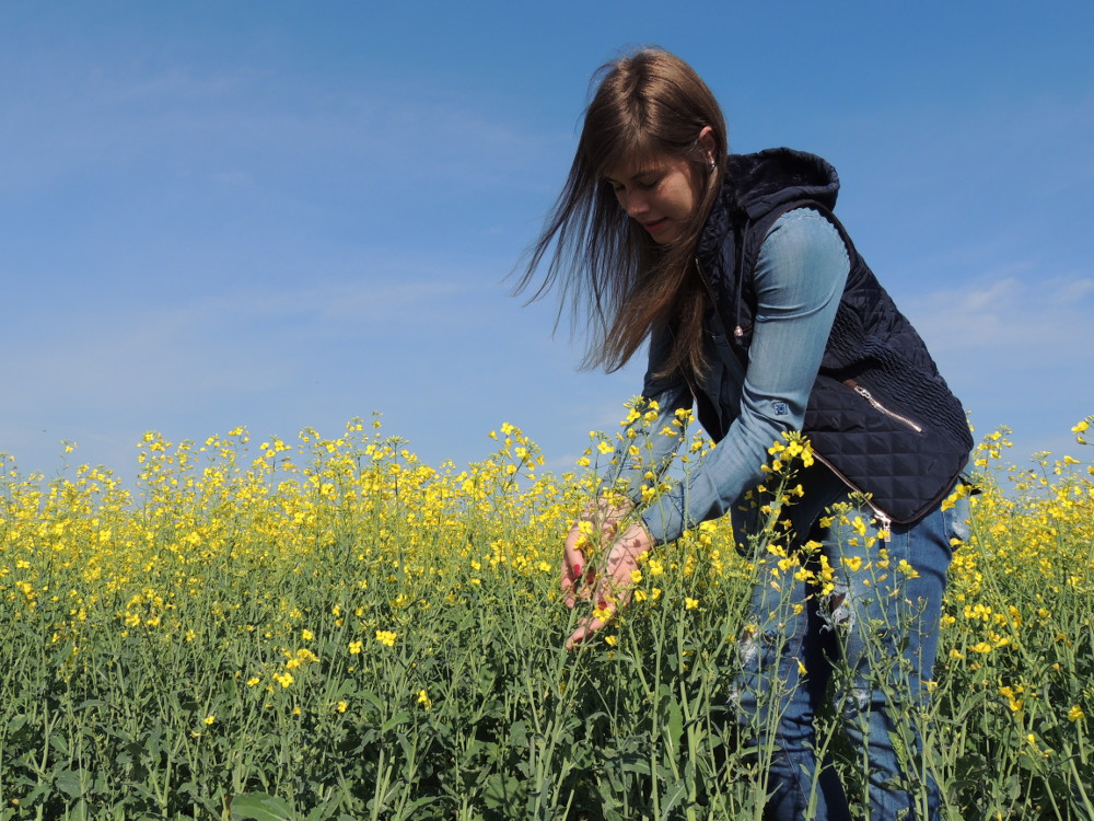 Ir para  <p><big>Pesquisadores da Universidade Federal da Fronteira Sul (UFFS) &ndash; Campus Erechim t&ecirc;m voltado-se cada vez mais &agrave; canola, cultura ainda pouco explorada no meio acad&ecirc;mico e...