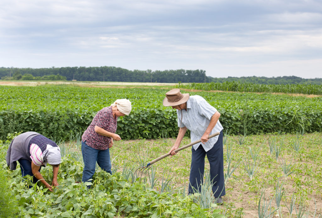 Ir para  <p>Agricultores familiares de 20 estados que cultivam produtos cujos pre&ccedil;os ca&iacute;ram ter&atilde;o desconto no pagamento do cr&eacute;dito do Programa Nacional de Fortalecimento da Agricultura Familiar (Pronaf) em...