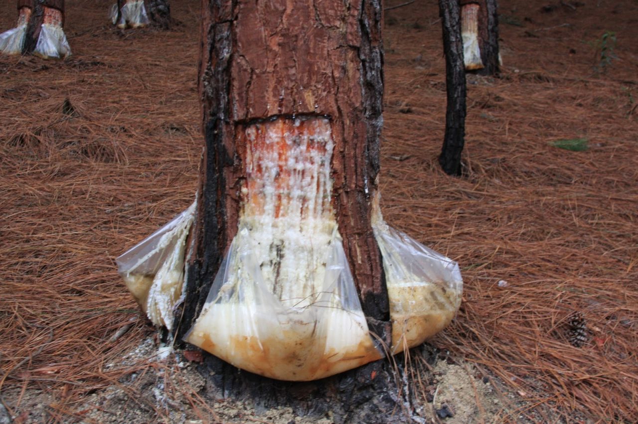 Ir para  <p><big>Na regi&atilde;o do Alto Uruguai houve v&aacute;rios ciclos de plantio de plantas ex&oacute;ticas, como eucalipto e pinus, visando &agrave; diversifica&ccedil;&atilde;o de culturas e ao aumento de renda...