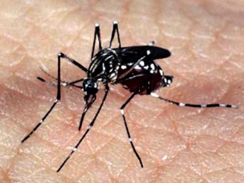 Ir para  <p><big>O diretor da Vigil&acirc;ncia em Sa&uacute;de, Aldo Diligenti confirmou na manh&atilde; desta segunda-feira, 25, o primeiro caso de dengue contra&iacute;da em Erechim. Trata-se de uma moradora, de 26 anos, do...