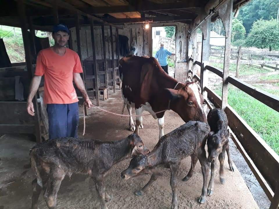 Ir para  <p><big>Vaca da ra&ccedil;a Holandesa, de pelagem vermelha pariu bezerros trig&ecirc;meos, na Linha Badoti, interior de Viadutos, na propriedade de Orlando Bordin &ndash; Zeca, neste final de semana. Os bezerros devem ser...