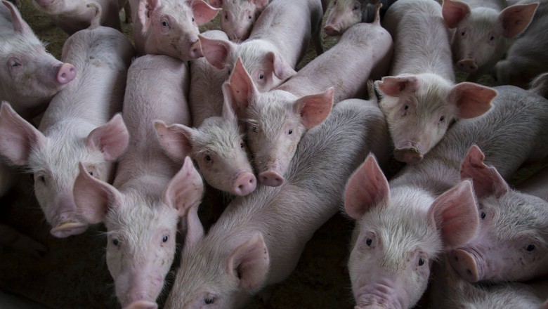 Ir para  <p>O Piau&iacute; registrou o primeiro caso de Peste Su&iacute;na Cl&aacute;ssica (PSC) que ocasionou a morte de sete leit&otilde;es menores de tr&ecirc;s meses, levando o estado a decretar, nesta segunda-feira (8/4)...