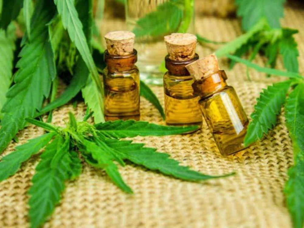 Ir para  <p><big>Ap&oacute;s um ano e meio de luta judicial, uma fam&iacute;lia de Canoas ganhou o direito na Justi&ccedil;a de plantar e cultivar Cannabis Sativa, planta que d&aacute; origem &agrave; maconha, para produzir...