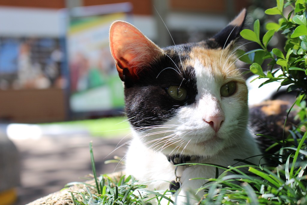 Ir para  <p><big>Do inferno ao para&iacute;so. Esse poderia ser o resumo da vida da gata Luna, com cerca de dois anos de idade, que resolveu frequentar o meio acad&ecirc;mico. Por ser vizinha da URI, ela tomou gosto pelo...