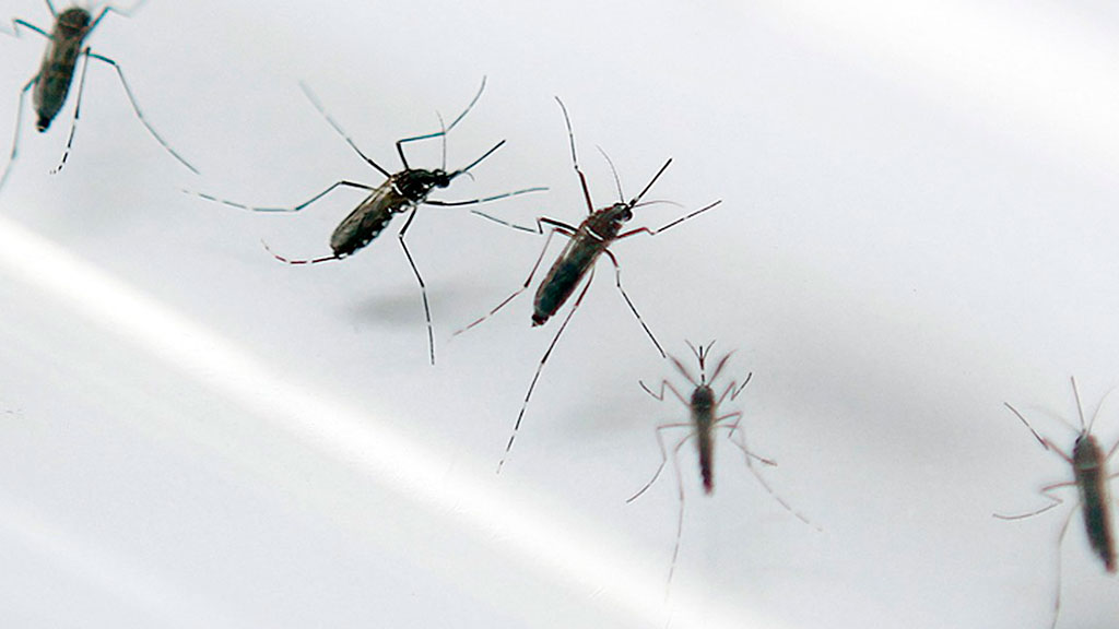 Ir para  <p>A Secretaria de Sa&uacute;de de Santa Cruz do Sul informou que dois casos de dengue foram confirmados no munic&iacute;pio e pelo menos mais um est&aacute; sendo investigado. Um homem e uma mulher tiveram a doen&ccedil;a...