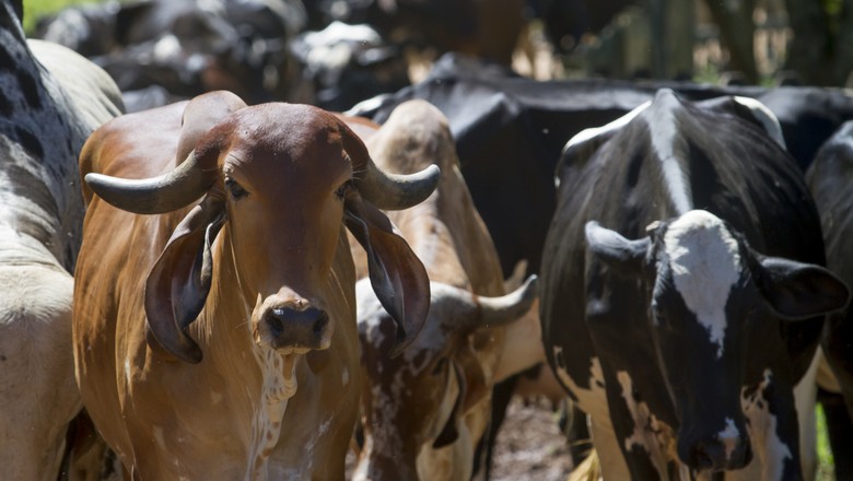 Ir para  <p>O Valor Bruto da Produ&ccedil;&atilde;o Agropecu&aacute;ria (VBP) de 2019 deve alcan&ccedil;ar R$ 597,8 bilh&otilde;es, ou 1,4% acima do obtido em 2018, informou o Minist&eacute;rio da Agricultura, em nota....
