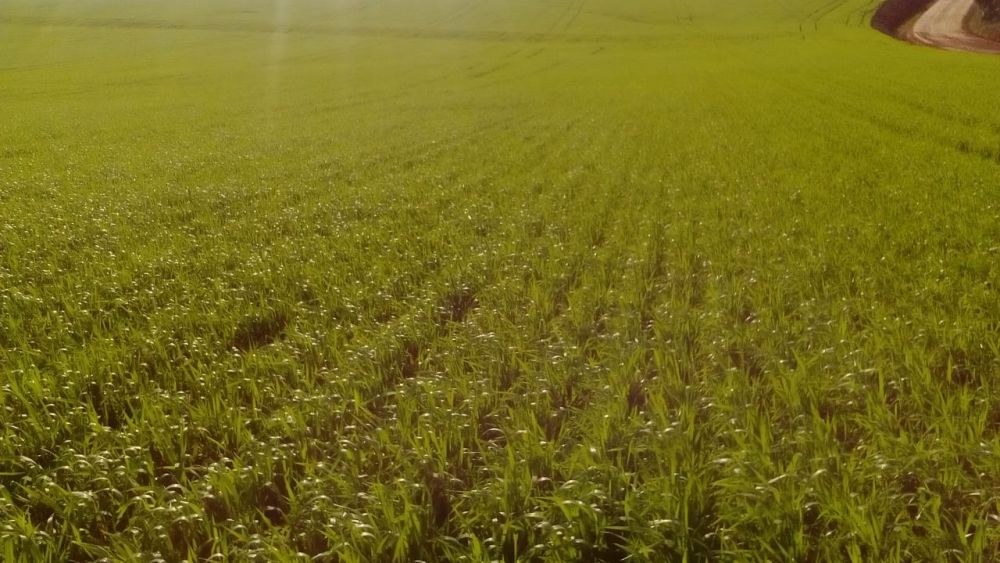Ir para  <p>Enquanto os produtores ga&uacute;chos aceleram os preparativos para a implanta&ccedil;&atilde;o das culturas de inverno no Rio Grande do Sul, como busca por cr&eacute;dito para financiamento das lavouras, a...