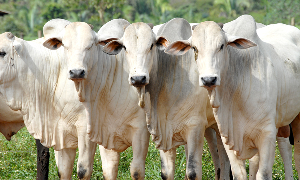 Ir para  <p>O Minist&eacute;rio da Agricultura confirmou hoje (3) a suspens&atilde;o tempor&aacute;ria de certificados sanit&aacute;rios para a exporta&ccedil;&atilde;o de carne bovina para a China. A medida ocorre...