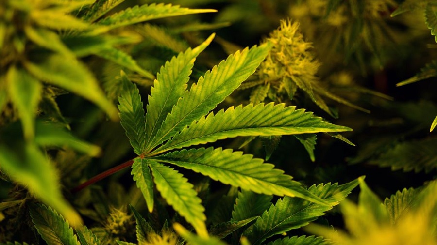 Ir para  <p>A Anvisa convocou a diretoria colegiada para discutir, na pr&oacute;xima ter&ccedil;a (11), se abre consulta p&uacute;blica para tratar do cultivo de cannabis para fins medicinais e cient&iacute;ficos no Brasil. A...