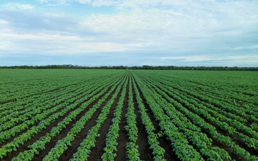 Ir para  <p>Restando tr&ecirc;s semanas para o in&iacute;cio de julho, quando passa a contar o novo ano-safra, o Minist&eacute;rio da Agricultura (Mapa) adiou nesta quinta-feira a data de lan&ccedil;amento do Plano Safra 2019/2020,...