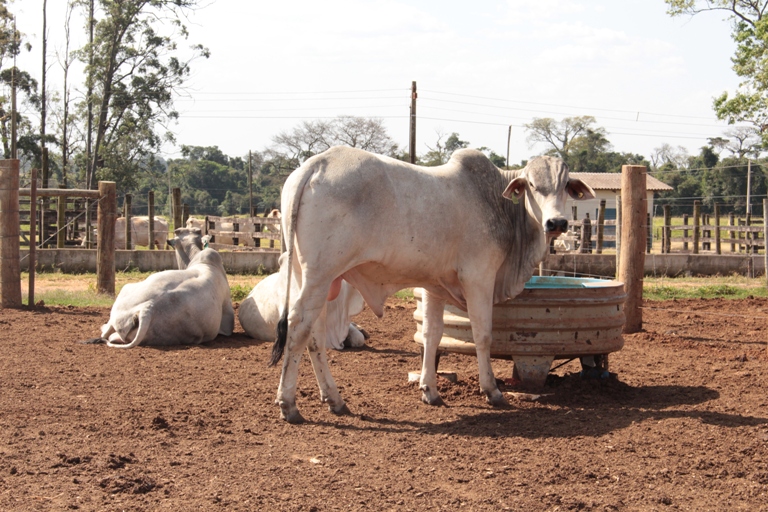 Ir para  <p><big>A utiliza&ccedil;&atilde;o de res&iacute;duos da agricultura na alimenta&ccedil;&atilde;o do gado confinado reduz a pegada h&iacute;drica da pecu&aacute;ria bovina. A conclus&atilde;o...
