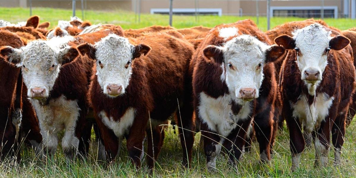 Ir para  <p>O Minist&eacute;rio da Agricultura, Pecu&aacute;ria e Abastecimentou (Mapa) informou na manh&atilde; desta quinta-feira que reabriu o mercado de carne bovina para a China. A exporta&ccedil;&atilde;o havia...