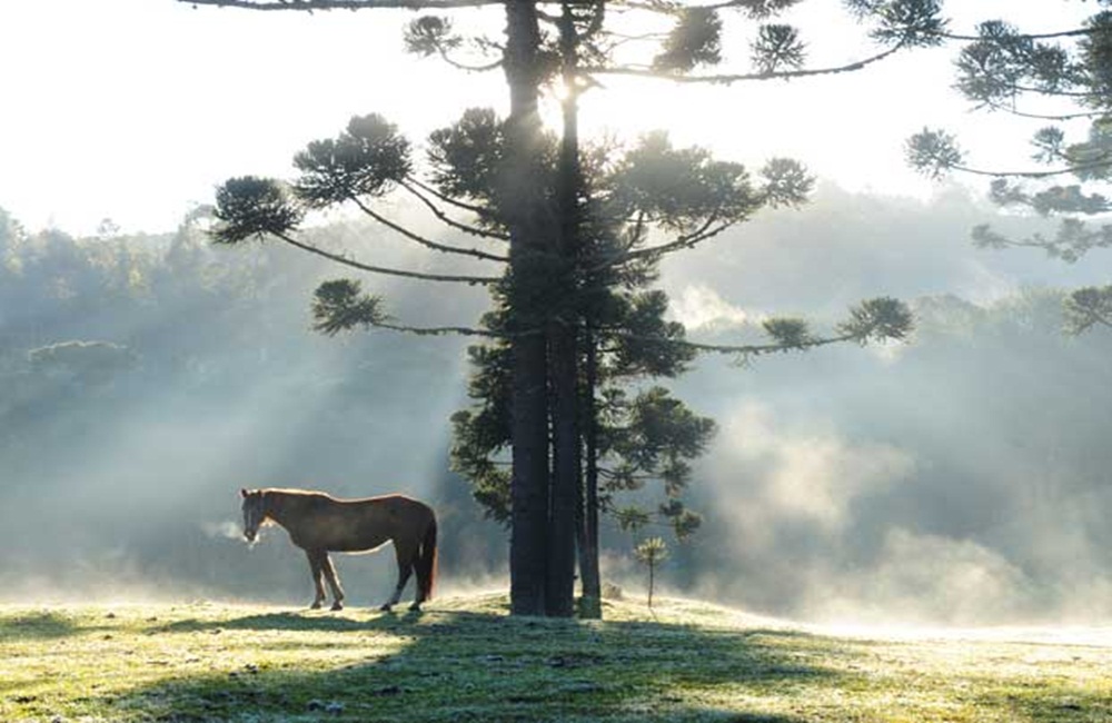 Ir para  <p>Os &uacute;ltimos dias no Rio Grande do Sul t&ecirc;m sido marcados pelo abafamento e pelo calor. No entanto, conforme a MetSul Meteorologia, a partir de quarta-feira um "frio t&iacute;pico de inverno"...