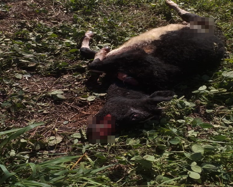Ir para  <p>Nesta segunda-feira, por volta das 22h00min, ocorreu um ataque de c&atilde;es a duas novilhas em propriedade situada na Cordilheira da Vila Rica, interior de Viadutos. Os propriet&aacute;rios dos animais atacados foram avisados...