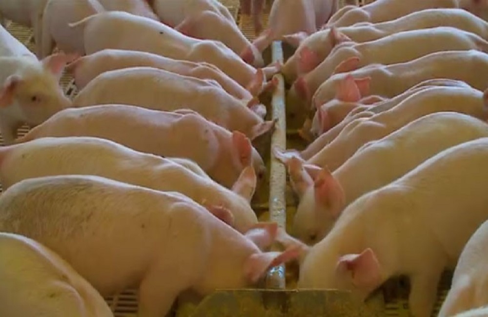 Ir para  <p>A&nbsp;Organiza&ccedil;&atilde;o das Na&ccedil;&otilde;es Unidas para Agricultura e Alimenta&ccedil;&atilde;o (FAO) informou que mais de 4,166 milh&otilde;es de su&iacute;nos j&aacute; foram...
