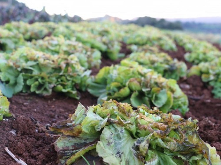 Ir para  <p><big>As baixas temperaturas registradas na semana passada, com registro de geadas na regi&atilde;o do Alto Uruguai, prejudicaram a produ&ccedil;&atilde;o de hortali&ccedil;as. Os cinco dias constantes com geadas...