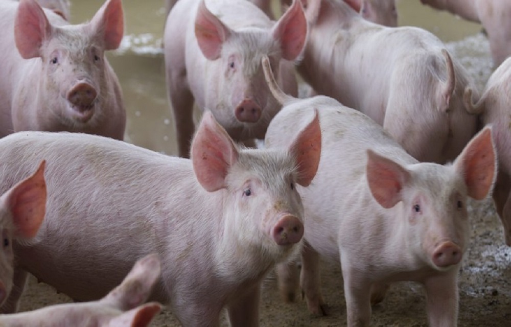 Ir para  <p>O&nbsp;gasto maior com a nutri&ccedil;&atilde;o e su&iacute;nos e frangos fez com que o custo de produ&ccedil;&atilde;o tivesse um aumento significativo em junho ante o m&ecirc;s anterior, diz a Central de...