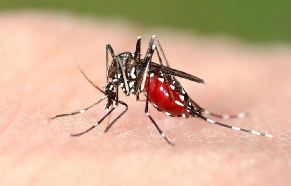 Ir para  <p>A erradica&ccedil;&atilde;o global da mal&aacute;ria, uma das doen&ccedil;as mais antigas e mortais do mundo, pode ser alcan&ccedil;ada at&eacute; 2050, mostra novo estudo publicado nesta segunda-feira pela...
