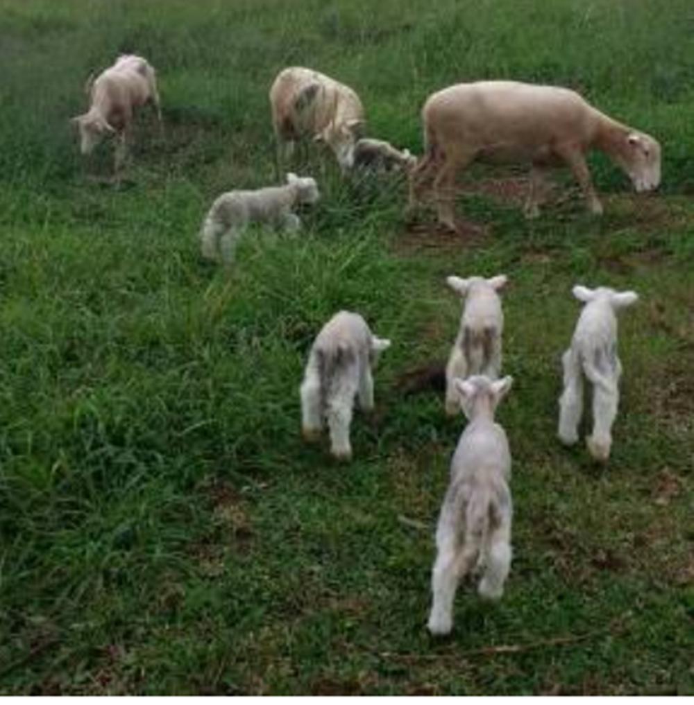 Ir para  <p><big>Acad&ecirc;micos do Curso de Medicina Veterin&aacute;ria da URI (turma 2018) realizaram uma visita t&eacute;cnica &agrave; Cabanha Don Cortes, em Erechim, especializada em ovinos PO da ra&ccedil;a Poll...