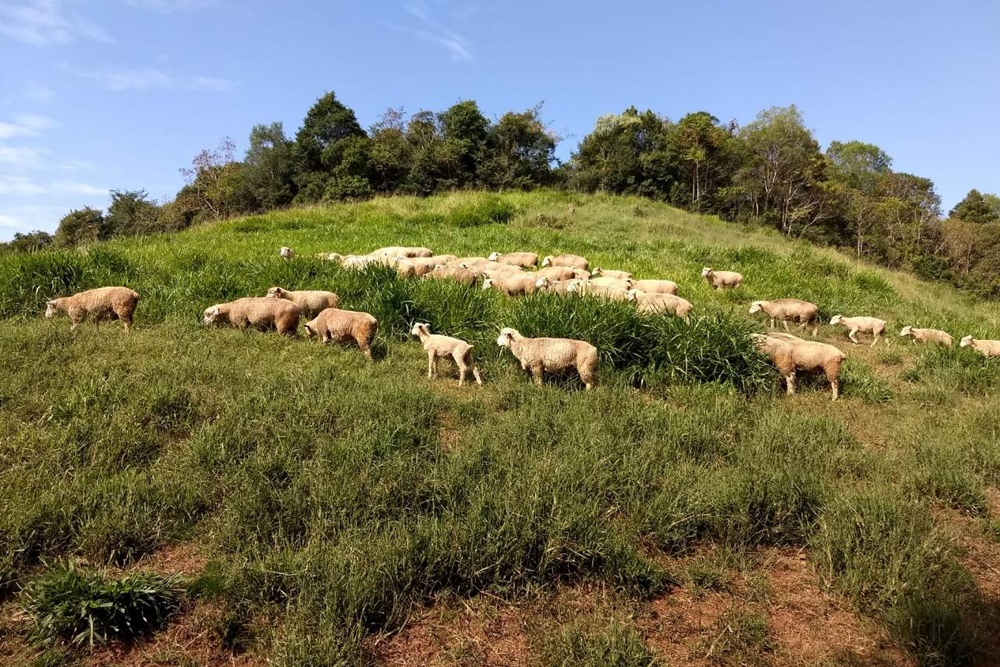 Ir para  <p><big>Com o objetivo de conhecer a ovinocultura e realizar atividades que oportunizem aprendizado pr&aacute;tico aos alunos, o Curso de Medicina Veterin&aacute;ria da URI realizou uma aula pr&aacute;tica na Cabanha...