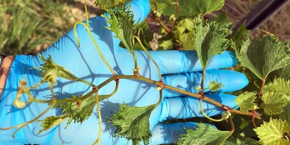 Ir para  <p><big>Laudos do Laborat&oacute;rio de An&aacute;lises de Res&iacute;duos de Pesticidas (Larp), divulgados nesta segunda-feira pela Secretaria da Agricultura (Seapdr), apontaram a presen&ccedil;a do herbicida 2,4-D em...