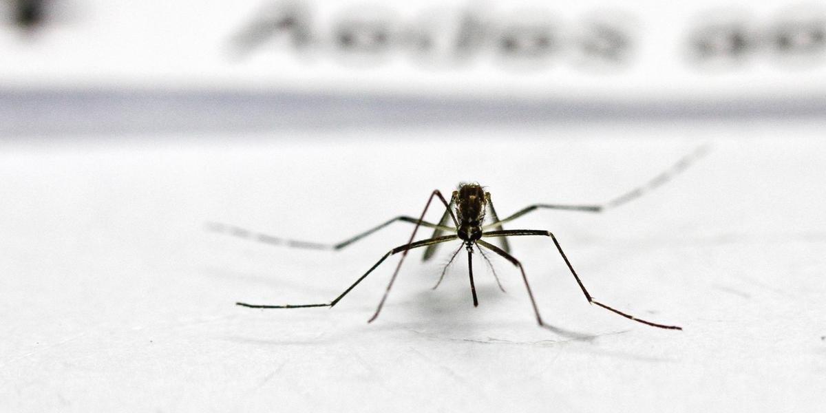 Ir para  <p>O Rio Grande do Sul tem 99 cidades onde a infesta&ccedil;&atilde;o do mosquito Aedes aegypti &eacute; considerada como situa&ccedil;&atilde;o de alerta ou de alto risco de transmiss&atilde;o da dengue, chikungunya...