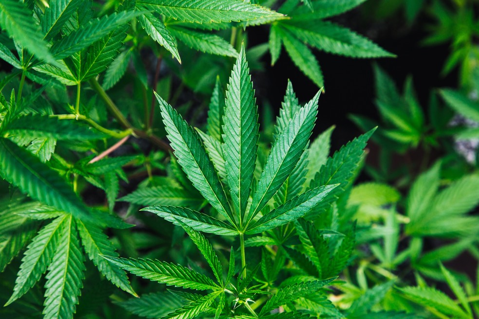Ir para  <p>A partir desta ter&ccedil;a-feira (10/3), a importa&ccedil;&atilde;o e a comercializa&ccedil;&atilde;o de produtos derivados da cannabis para fins medicinais j&aacute; &eacute; permitida no...
