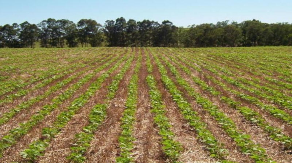 Ir para  <p><big>A falta de chuvas na regi&atilde;o do Alto Uruguai, agravada nos &uacute;ltimos 22 dias, com temperaturas altas, prejudicaram as lavouras e os mananciais h&iacute;dricos. A produtividade, inicialmente estimada,...