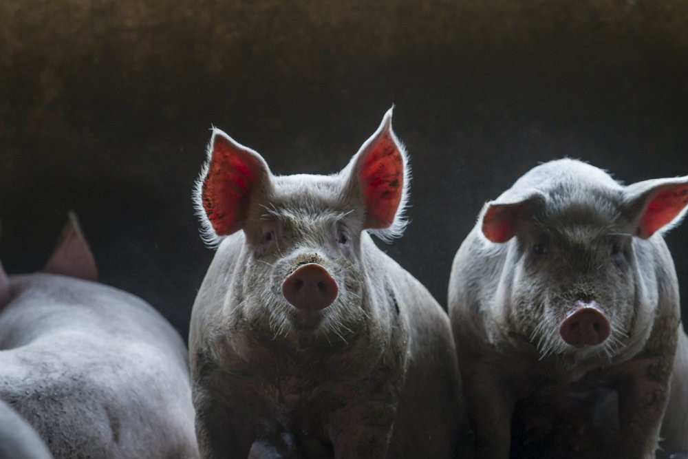 Ir para  <p><big>As estat&iacute;sticas divulgadas pela Secretaria de Com&eacute;rcio Exterior (Secex) mostram que as m&eacute;dias di&aacute;rias das exporta&ccedil;&otilde;es de carne su&iacute;na in natura nas...