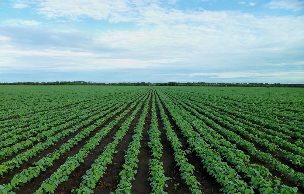 Ir para  <p>A agropecu&aacute;ria brasileira deve crescer 2,9% em 2020, mesmo com os efeitos da pandemia de coronav&iacute;rus, avalia o Banco Central (BC). O dado est&aacute; no Relat&oacute;rio Trimestral de...