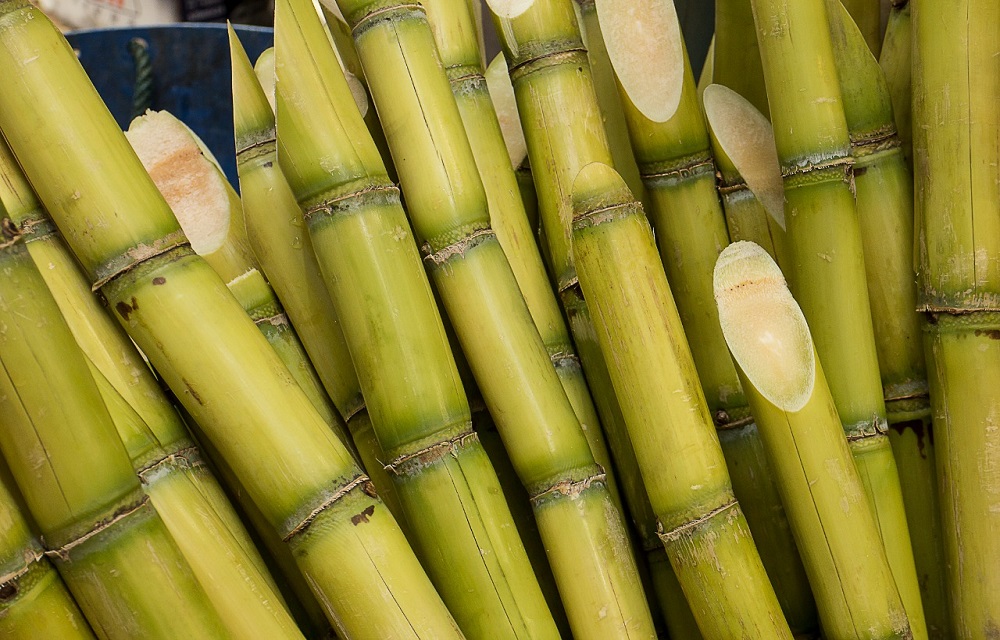 Ir para  <p>Um estudo feito pela Embrapa em parceria com institui&ccedil;&otilde;es brasileiras e internacionais mostrou que uma variedade de cana do complexo&nbsp;<em>Saccharum&nbsp;</em>produz &aacute;cido...