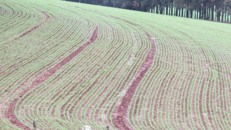 Ir para  <p><big>Os produtores da regi&atilde;o do Alto Uruguai iniciaram o plantio das lavouras de inverno safra 2020/2021. As lavouras de trigo j&aacute; est&atilde;o com 15% da &aacute;rea a ser semeada plantada. A...