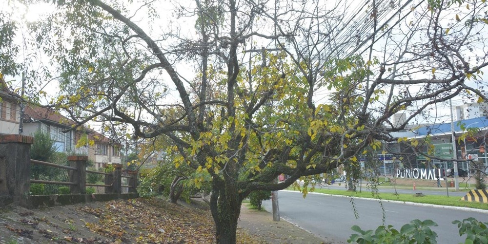 Ir para  <p><big>O inverno que come&ccedil;a neste s&aacute;bado, 20 de junho, &agrave;s 18h44min, n&atilde;o ser&aacute; rigoroso e deve apresentar muitos dias amenos ou quentes intercalados com epis&oacute;dios...
