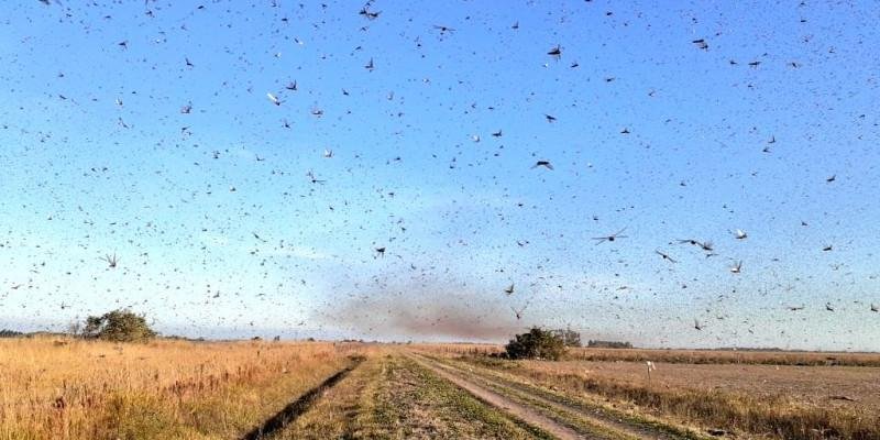Ir para  <p><big>Com as temperaturas mais altas no Estado, fiscais agropecu&aacute;rios da Secretaria da Agricultura, Pecu&aacute;ria e Desenvolvimento Rural (Seapdr) de munic&iacute;pios da fronteira Oeste e Noroeste do Estado...