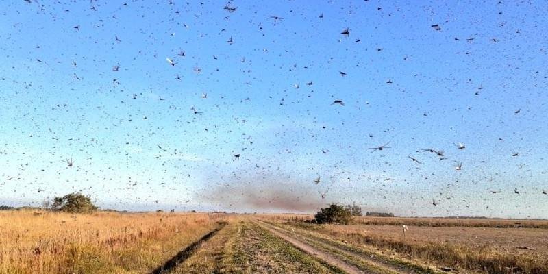 Ir para  <p>A nuvem gigante de gafanhotos que estacionou desde s&aacute;bado em Entre R&iacute;os, na Argentina, a cerca de 100 quil&ocirc;metros da divisa do Rio Grande do Sul e a 10 quil&ocirc;metros do Uruguai, s&oacute; deve...