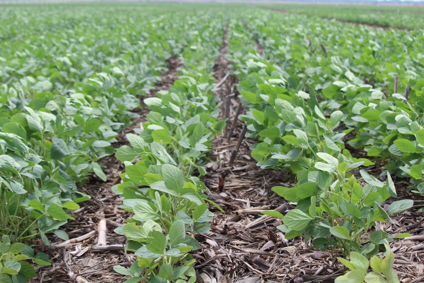 Ir para  <p>A ind&uacute;stria de nutri&ccedil;&atilde;o vegetal - formada pela empresas que produzem fertilizantes foliares, organominerais e org&acirc;nicos - cresceu 7,7% em 2019, em rela&ccedil;&atilde;o ao ano anterior,...