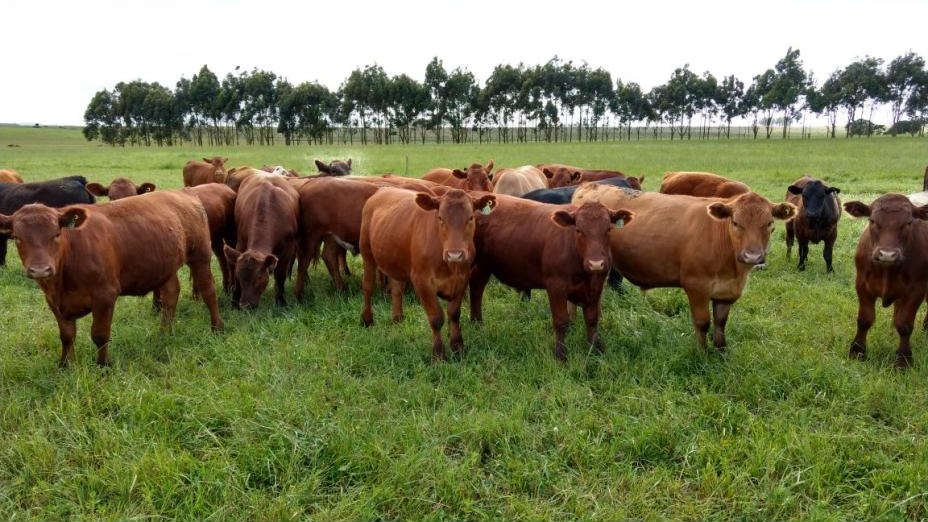 Ir para  <p>O Rio Grande do Sul conseguiu importante conquista para o setor de pecu&aacute;ria. Nesta ter&ccedil;a-feira, a ministra da Agricultura, Tereza Cristina assinou instru&ccedil;&atilde;o normativa que reconhece o Estado...