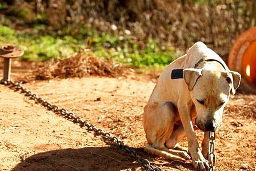 Ir para  <p><big>O Senado aprovou nesta quarta-feira (9) um projeto de lei (PL) que aumenta as penas para quem maltratar c&atilde;es e gatos. Atualmente, a legisla&ccedil;&atilde;o prev&ecirc; deten&ccedil;&atilde;o de...