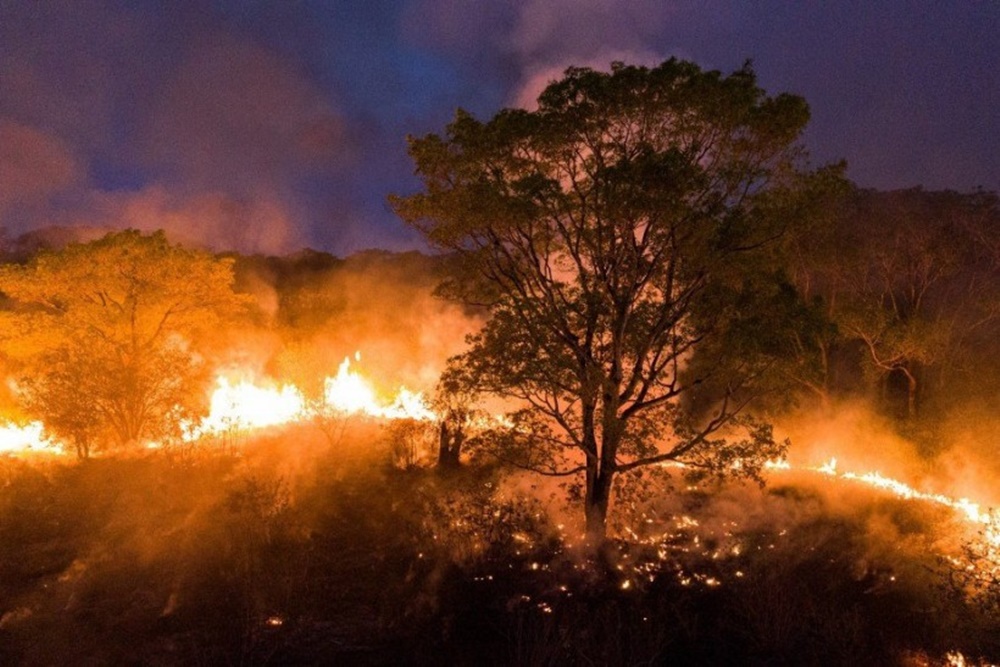 Ir para  <p>Dados do Prevfogo, o Centro Nacional de Preven&ccedil;&atilde;o e Combate aos inc&ecirc;ndios florestais do Ibama, em 2020 mostram que a &aacute;rea queimada no Pantanal j&aacute; passa de 2,3 milh&otilde;es de...