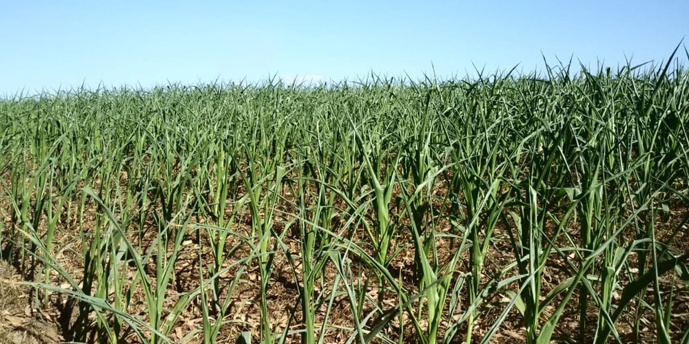 Ir para  <p><big>O d&eacute;ficit h&iacute;drico tem prejudicado as lavouras na regi&atilde;o do Alto Uruguai, que est&aacute; h&aacute; mais de 40 dias sem ocorr&ecirc;ncia de precipita&ccedil;&otilde;es....