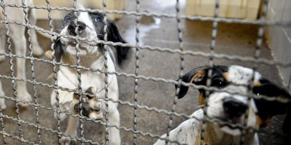 Ir para  <p><big>Ter, em casa, a companhia de um animal dom&eacute;stico pode representar, para muitos, uma forma de espantar a solid&atilde;o que afeta boa parte da popula&ccedil;&atilde;o em meio &agrave; pandemia e ao...