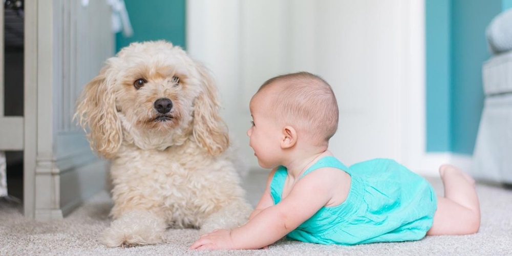 Ir para  <p><big>Um estudo feito na Austr&aacute;lia e publicado na revista Pediatric Research apontou que crian&ccedil;as que tinham contato direto com c&atilde;es apresentaram 30% menos chances de problemas de relacionamento com...