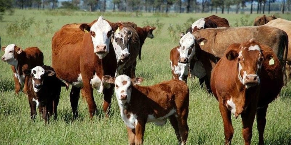 Ir para  <p>Os produtores rurais do Rio Grande do Sul devem entregar a declara&ccedil;&atilde;o anual de rebanho referente a 2020 &agrave; inspetoria de defesa agropecu&aacute;ria (IDA) mais pr&oacute;xima por e-mail ou WhatsApp...
