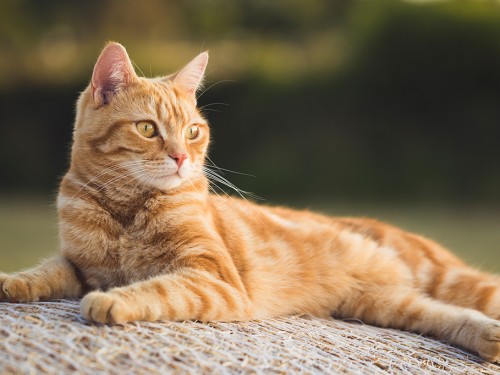 Ir para  <p><big>Uma gata, de dois anos de idade, foi diagnosticada com o coronav&iacute;rus em Caxias do Sul. O animal apresentou dificuldades respirat&oacute;rias logo ap&oacute;s os seus donos testarem positivo para o...