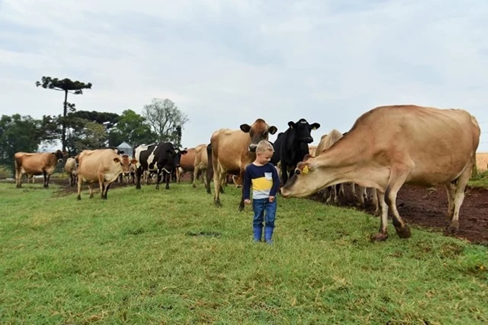 Ir para  <p><big>Um jovem casal de produtores de leite de Xanxer&ecirc;, em Santa Catarina, d&aacute; exemplo de gest&atilde;o da propriedade e consegue algo dif&iacute;cil de imaginar na atividade: tirar f&eacute;rias todo...