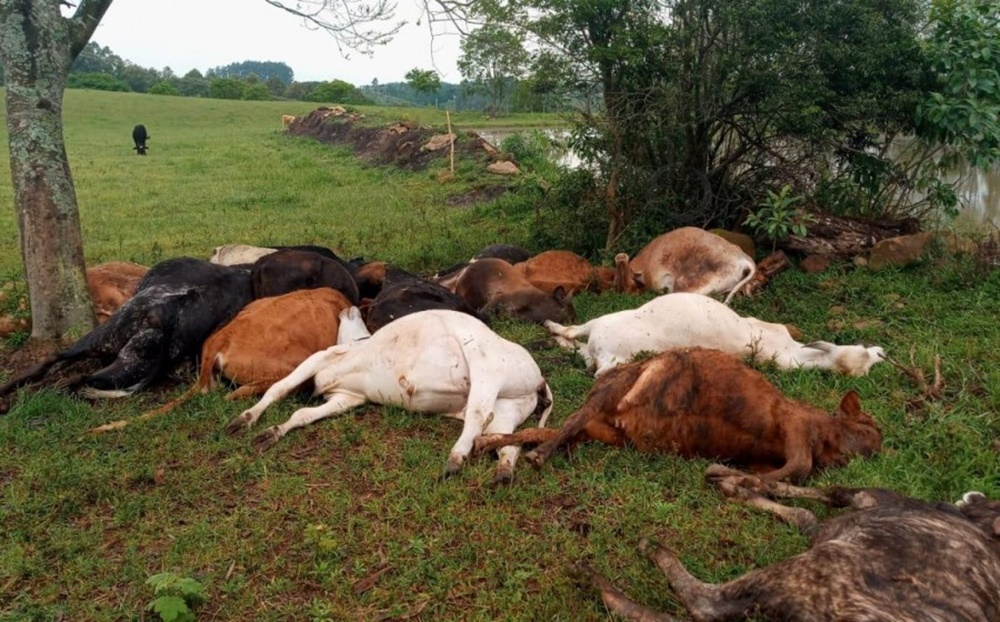 Ir para  <p><big>Na manh&atilde; desta quarta-feira dia 06 de outubro, um raio acabou matando 19 cabe&ccedil;as de gado em uma propriedade, na linha Ervalzinho, interior do munic&iacute;pio de Erval...