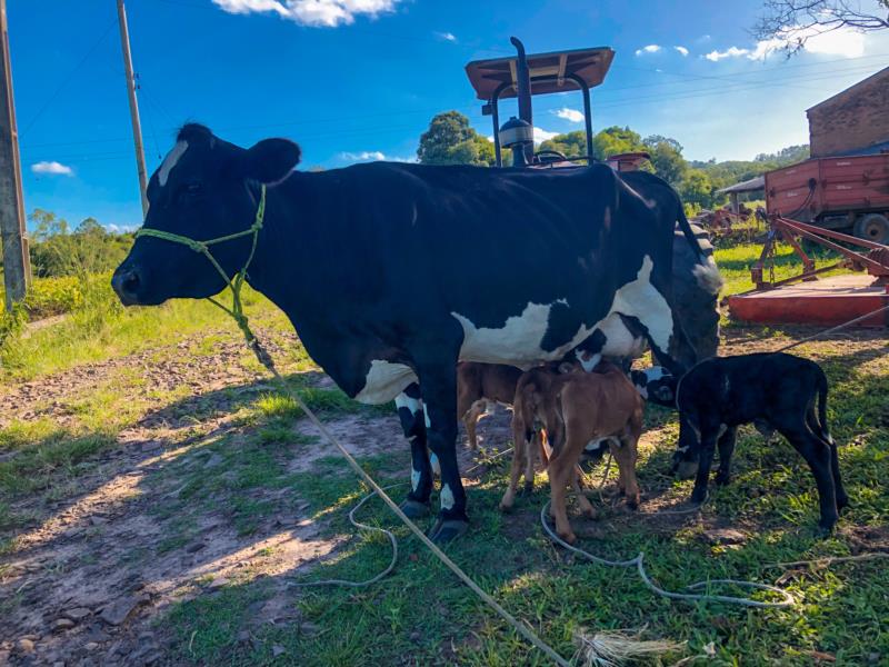 Ir para  <p>&nbsp;</p>

<p><big>Um nascimento surpreendeu os moradores de uma propriedade&nbsp;em Vila Est&acirc;ncia Nova, interior de Ven&acirc;ncio Aires, no dia 28 de dezembro de 2021. Uma vaca da...