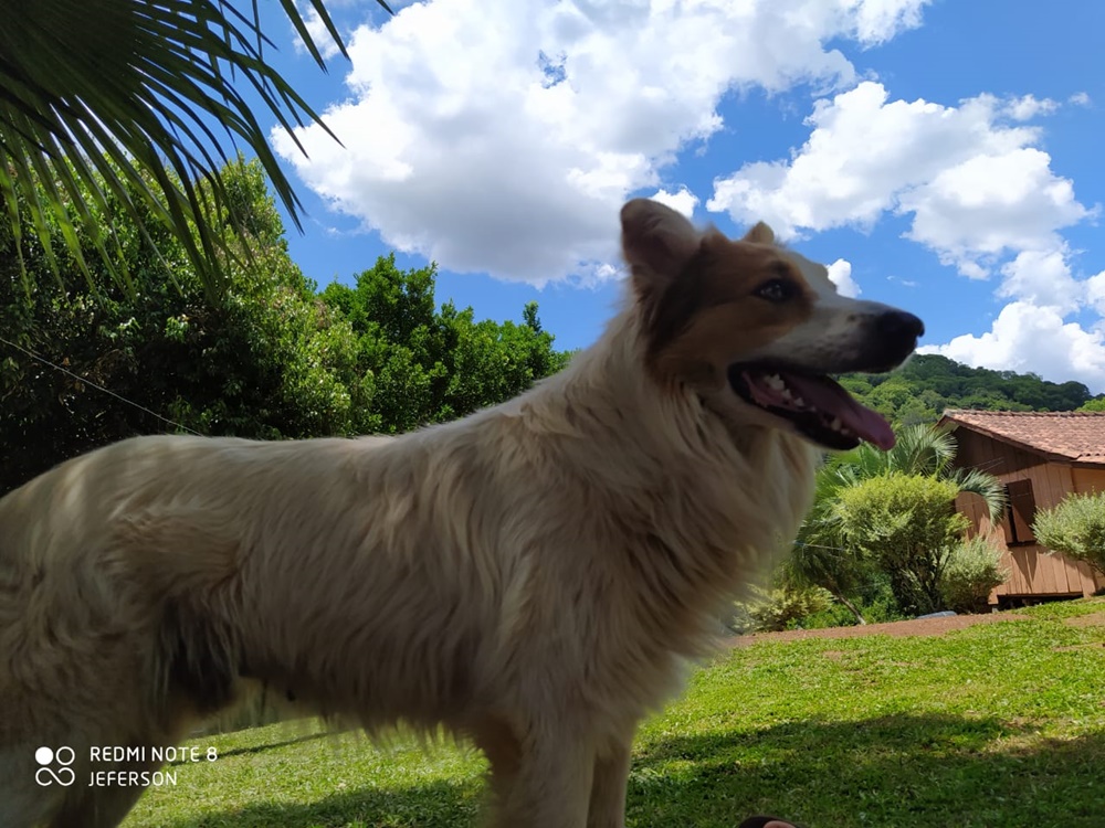 Ir para  <p><big>O cachorro da ra&ccedil;a Border Collie desapareceu na Linha Lajeado Bonito, interior de Carlos Gomes, h&aacute; mais de 30 dias e foi encontrado no Bairro Natal Tochetto na cidade de Viadutos.&nbsp;...