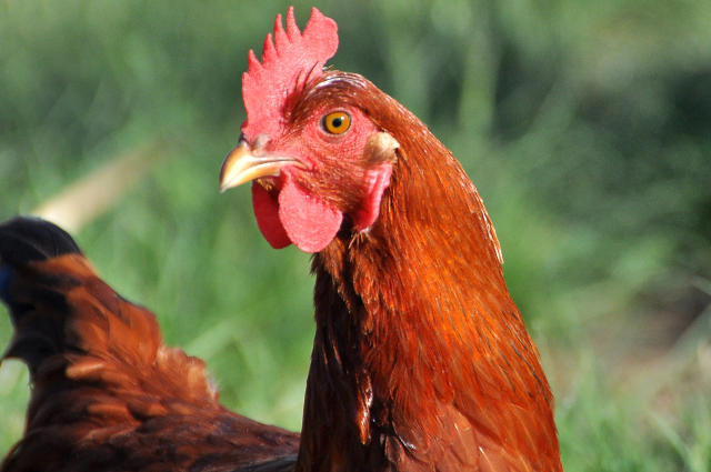 Ir para  <p><big>As poedeiras coloniais Embrapa 051 s&atilde;o galinhas h&iacute;bridas, resultantes do cruzamento entre linhas Rhode Island Red e Plymouth Rock Branca, selecionadas na Embrapa Su&iacute;nos e Aves. Essas galinhas...