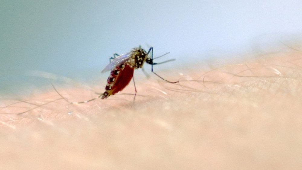 Ir para  <p><big>O Centro Estadual de Vigil&acirc;ncia em Sa&uacute;de (Cevs), vinculado &agrave; Secretaria da Sa&uacute;de, confirmou nesta ter&ccedil;a-feira (13) mais dois &oacute;bitos por dengue no Rio Grande do...